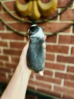 Teacup Rain Drop , a female Chihuahua for sale in Houston, TX – 6 of 10