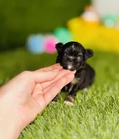 AKC Pocket Teacup Hello Kitty , a female Chihuahua for sale in Houston, TX – 2 of 10
