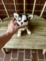 Libby Lou , a female Chihuahua for sale in Houston, TX – 6 of 10