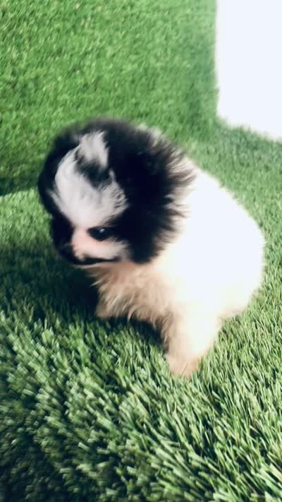Unique Phantom  OMG LOOK Micro Teacup, a female Pomeranian for sale in Houston, TX – 6 of 8