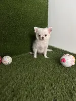 DASH  *NEW video updated 6/19/26, a female Chihuahua for sale in Houston, TX – 5 of 10
