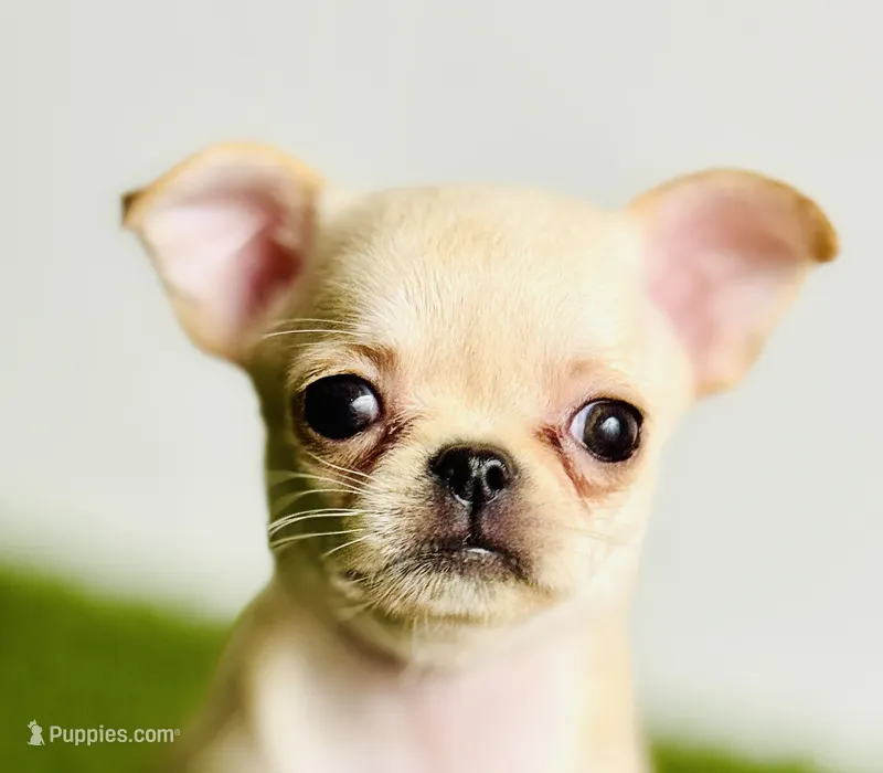Buttercup Teacup Small Apple head  – Chihuahua puppy for sale in Houston, TX
