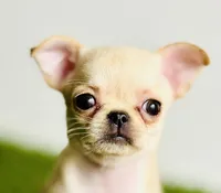 Buttercup Teacup Small Apple head , a female Chihuahua for sale in Houston, TX – 1 of 10