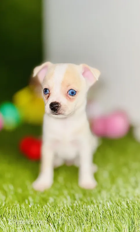 Blue eyed Remington REMI   – Chihuahua puppy for sale in Houston, TX