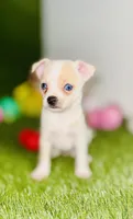 Blue eyed Remington REMI  , a male Chihuahua for sale in Houston, TX – 1 of 8