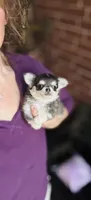 Blue Berry Puptart, a male Chihuahua for sale in Houston, TX – 5 of 10