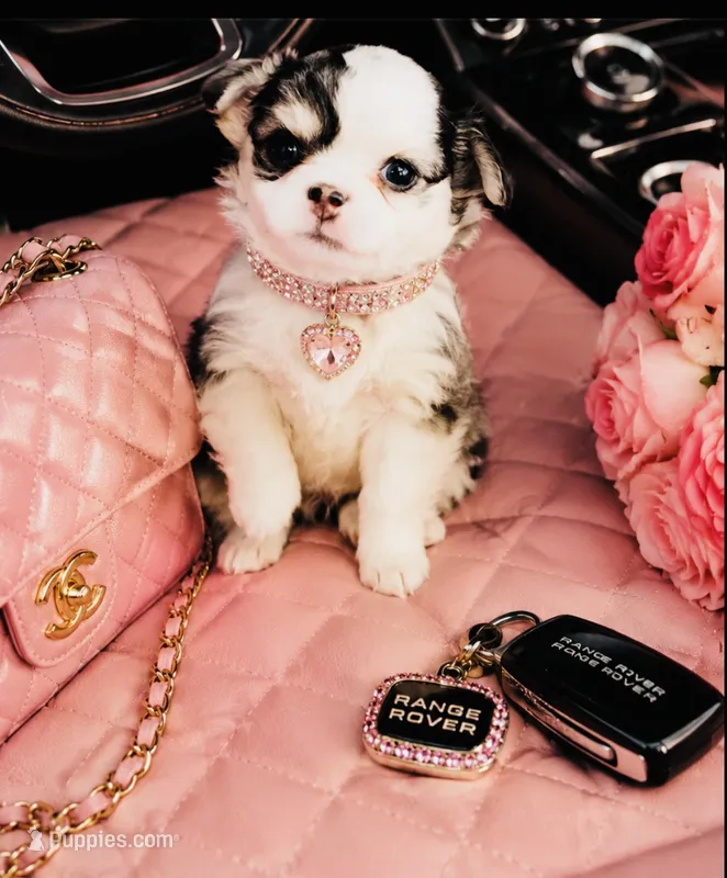 Libby Lou  – Chihuahua puppy for sale in Houston, TX
