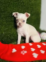 Rhiannon HOLD   Vanilla Bean, a female Chihuahua for sale in Houston, TX – 6 of 10