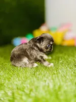 AKC   B-U-G-A-T-T-I, a male Chihuahua for sale in Houston, TX – 3 of 10