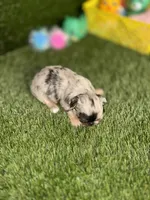 AKC Crumble, a female Chihuahua for sale in Houston, TX – 6 of 10