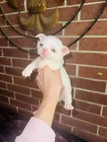 Qifrey , a male Chihuahua for sale in Houston, TX – 5 of 6