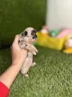 AKC Crumble, a female Chihuahua for sale in Houston, TX – 5 of 10