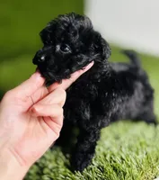 Velvet , a female Poodle - Toy  for sale in Houston, TX – 3 of 10