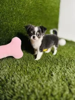 Zoe, a female Chihuahua for sale in Houston, TX – 6 of 10