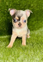 Bubbles blue merle blue eye, a female Chihuahua for sale in Houston, TX – 6 of 10