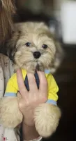 Teddy (chocolate merle).  Blue Eyes , a male Maltese and Poodle - Toy  for sale in Houston, TX – 9 of 10