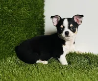 Pedro Tri colored Gorgeous , a male Chihuahua for sale in Houston, TX – 10 of 10