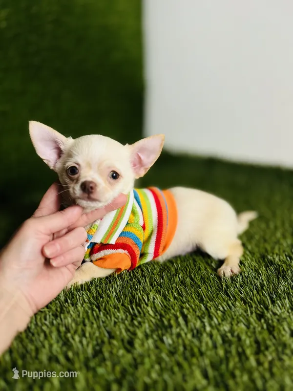 Kilo update 10/26/26 update REDUCED , a male Chihuahua for sale in Houston, TX – 1 of 10