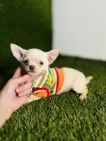 Kilo update 10/10/26, a male Chihuahua for sale in Houston, TX – 7 of 10