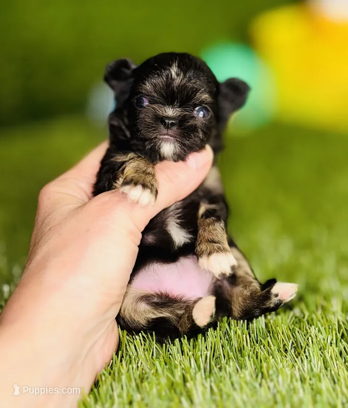 AKC Pocket Teacup Hello Kitty  – Chihuahua puppy for sale in Houston, TX