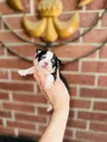 Pedro Tri colored Gorgeous! , a male Chihuahua for sale in Houston, TX – 3 of 10
