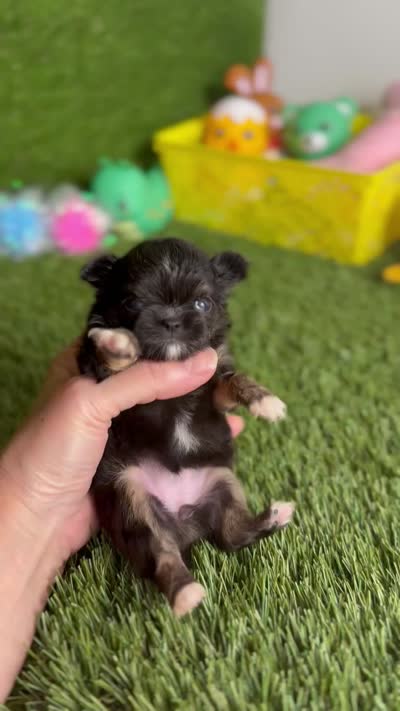 AKC Pocket Teacup Hello Kitty , a female Chihuahua for sale in Houston, TX – 10 of 10