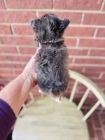 Blue Berry Puptart, a male Chihuahua for sale in Houston, TX – 10 of 10