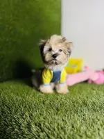 Teddy (chocolate merle).  Blue Eyes , a male Maltese and Poodle - Toy  for sale in Houston, TX – 8 of 10