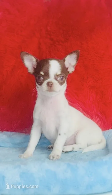 Teacup LolliPop – Chihuahua puppy for sale in Houston, TX
