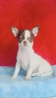Teacup LolliPop, a female Chihuahua for sale in Houston, TX – Photo 3 of 9