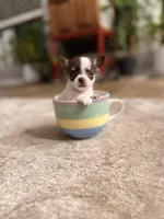 Teacup LolliPop, a female Chihuahua for sale in Houston, TX – Photo 1 of 10