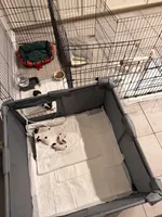 Teacup LolliPop, a female Chihuahua for sale in Houston, TX – Photo 10 of 10