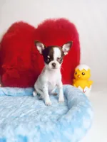 Teacup LolliPop, a female Chihuahua for sale in Houston, TX – Photo 9 of 9