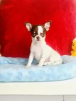 Teacup LolliPop, a female Chihuahua for sale in Houston, TX – Photo 7 of 9