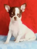 Teacup LolliPop, a female Chihuahua for sale in Houston, TX – Photo 2 of 9