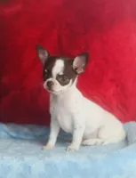 Teacup LolliPop, a female Chihuahua for sale in Houston, TX – Photo 4 of 9