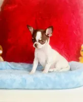 Teacup LolliPop, a female Chihuahua for sale in Houston, TX – Photo 8 of 9
