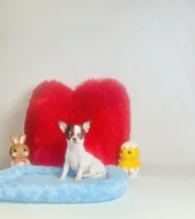 Teacup LolliPop, a female Chihuahua for sale in Houston, TX – Photo 6 of 9