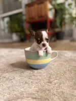 Teacup LolliPop, a female Chihuahua for sale in Houston, TX – Photo 6 of 10
