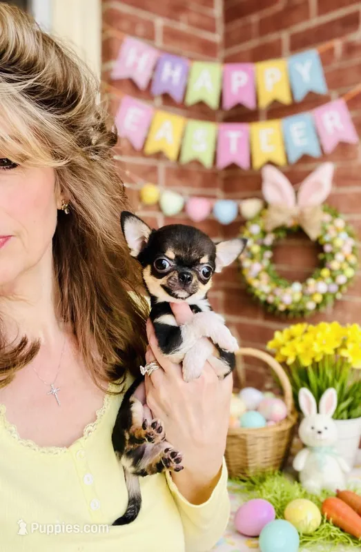 Teacup LolliPop – Chihuahua puppy for sale in Houston, TX