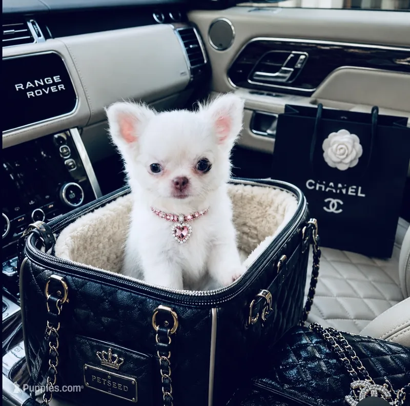 DASH – Chihuahua puppy for sale in Houston, TX