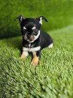 Paisley Teacup sz., a female Chihuahua for sale in Houston, TX – 9 of 10