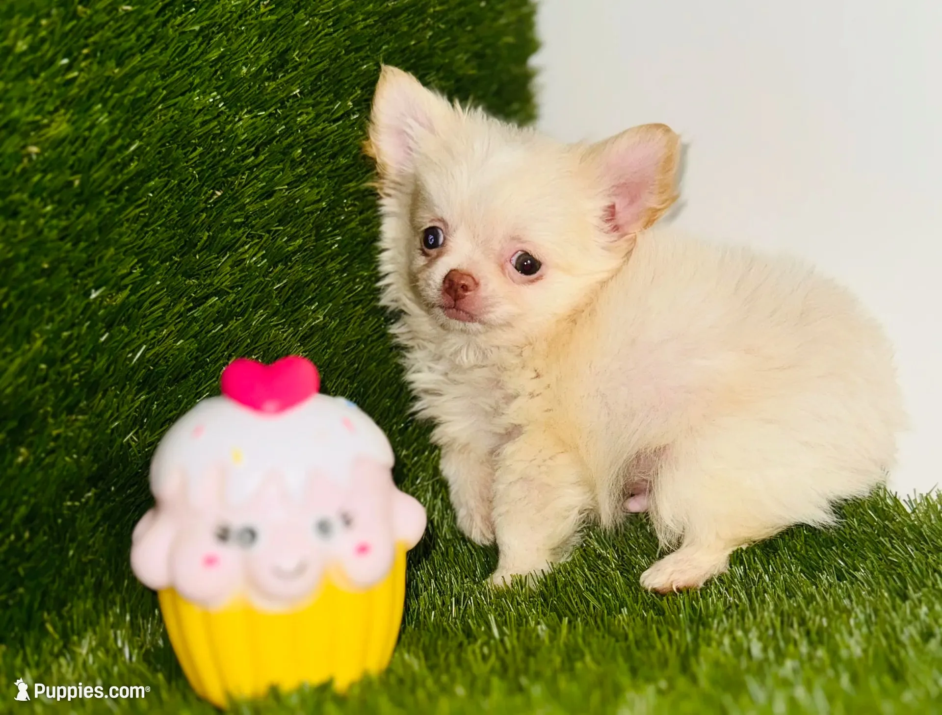 Teacup Tiny sz. Cloud NINE pics 10/27/26., a male Chihuahua for sale in Houston, TX – 2 of 9