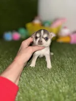AKC PEBBLES, a female Chihuahua for sale in Houston, TX – 5 of 10