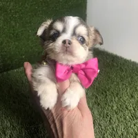 PuppyCakes , a female Chihuahua for sale in Houston, TX – 6 of 10