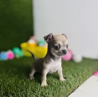 MudPie, a male Chihuahua for sale in Houston, TX – 3 of 10