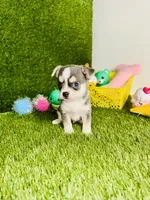 Prince  Blue Eyes, a male Chihuahua for sale in Houston, TX – 7 of 10