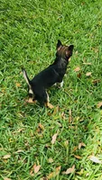 Micro Kingsley   Tri colored, a male Chihuahua for sale in Houston, TX – 9 of 9