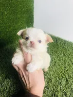 Cloud NINE , a male Chihuahua for sale in Houston, TX – 8 of 10