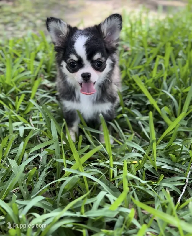 Birkin  – Chihuahua puppy for sale in Houston, TX